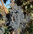 Quinta do Albergue do Bonjardim: Weinreben